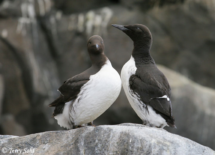 Image of Common Murre
