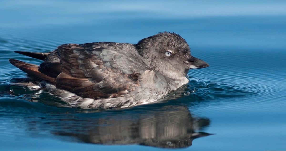 Image of Cassin's Auklet
