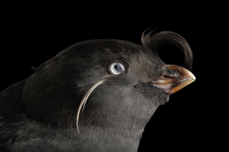 Image of Crested Auklet