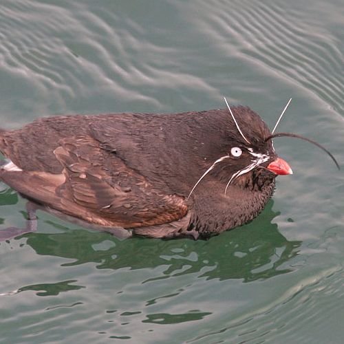 Image of Whiskered Auklet
