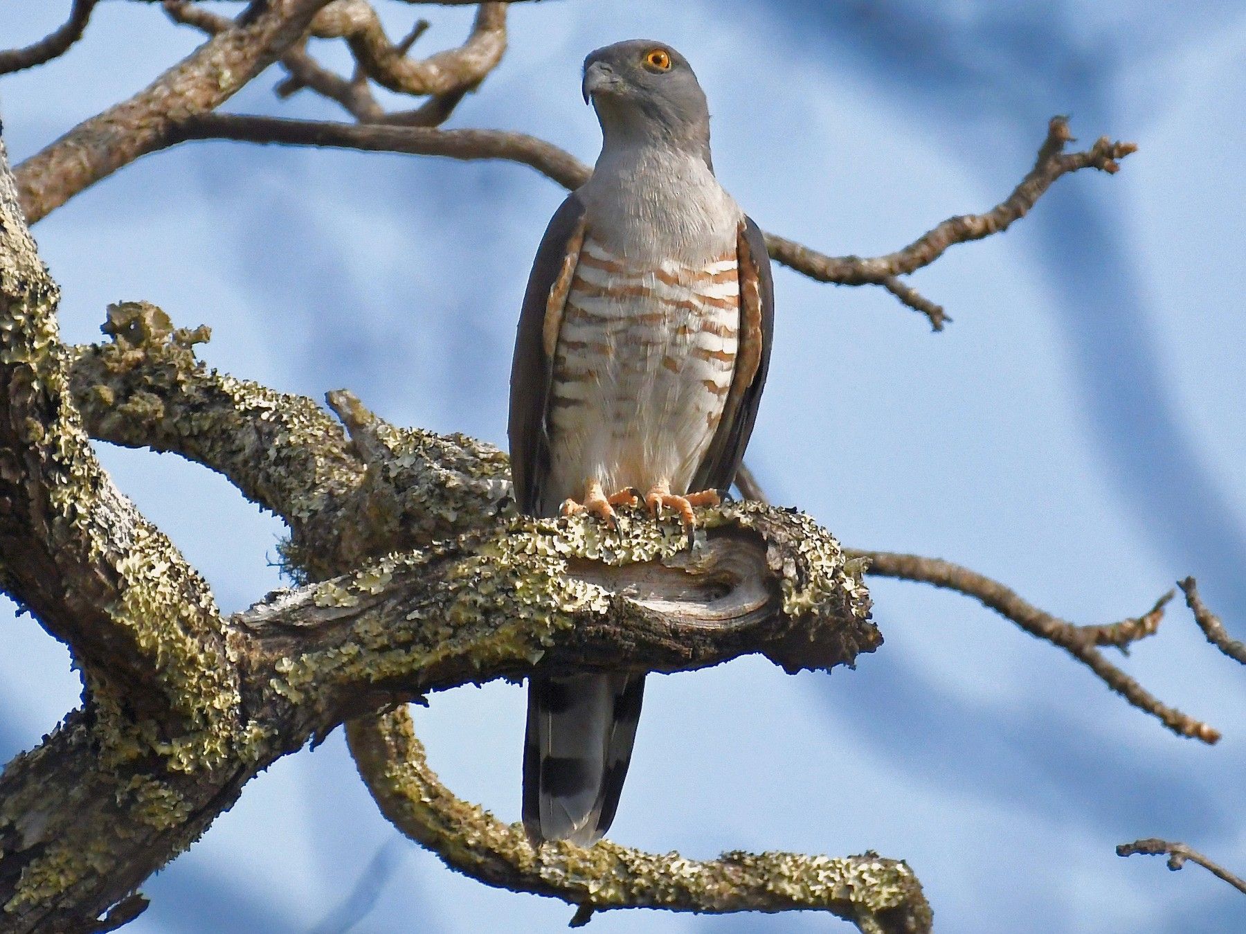 Image of African Cuckoo-hawk