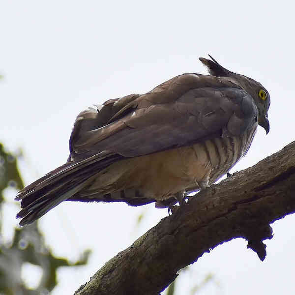 Image of Pacific Baza