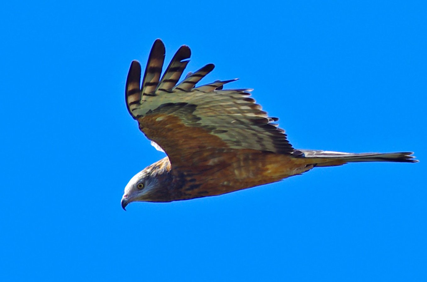 Image of Square-tailed Kite