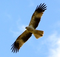 Image of Whistling Kite