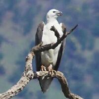 Image of White-bellied Fish-Eagle
