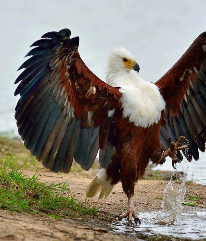 Image of African Fish-eagle