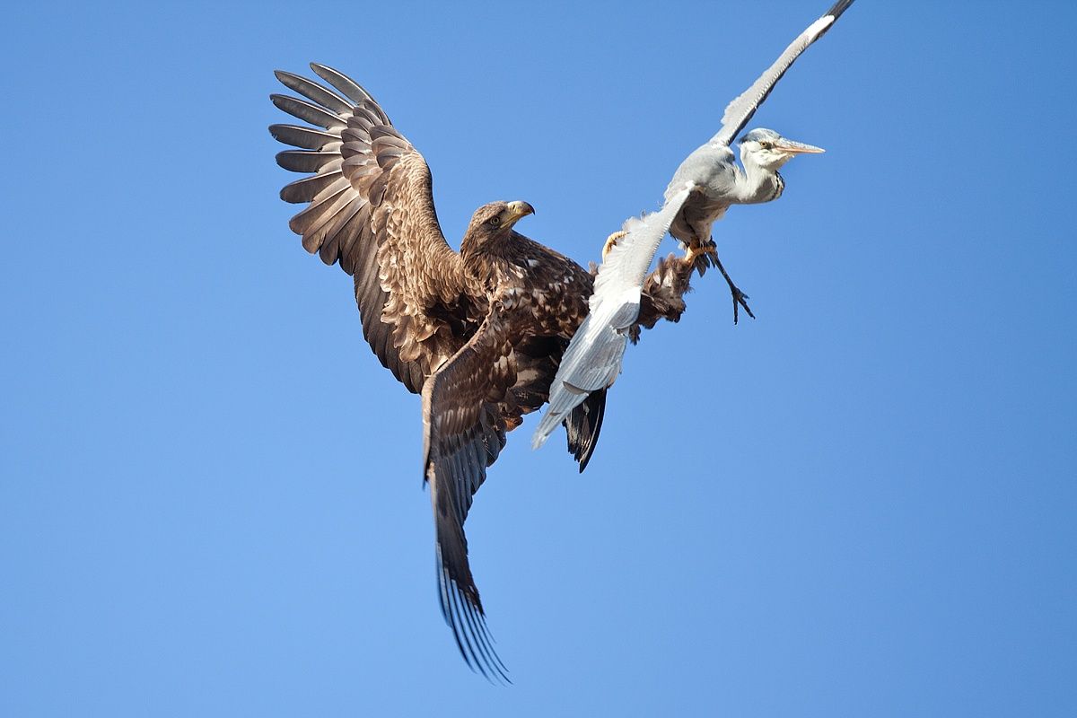 Image of White-tailed Sea-eagle