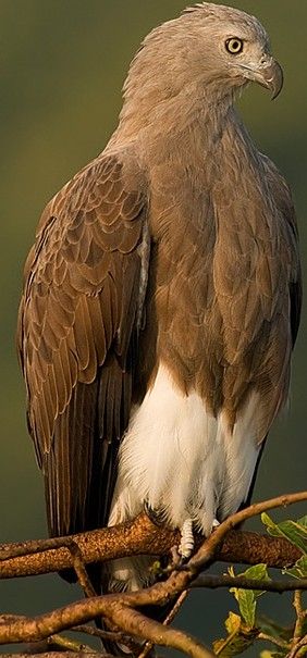 Image of Lesser Fish-Eagle