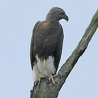 Image of Grey-headed Fish-eagle