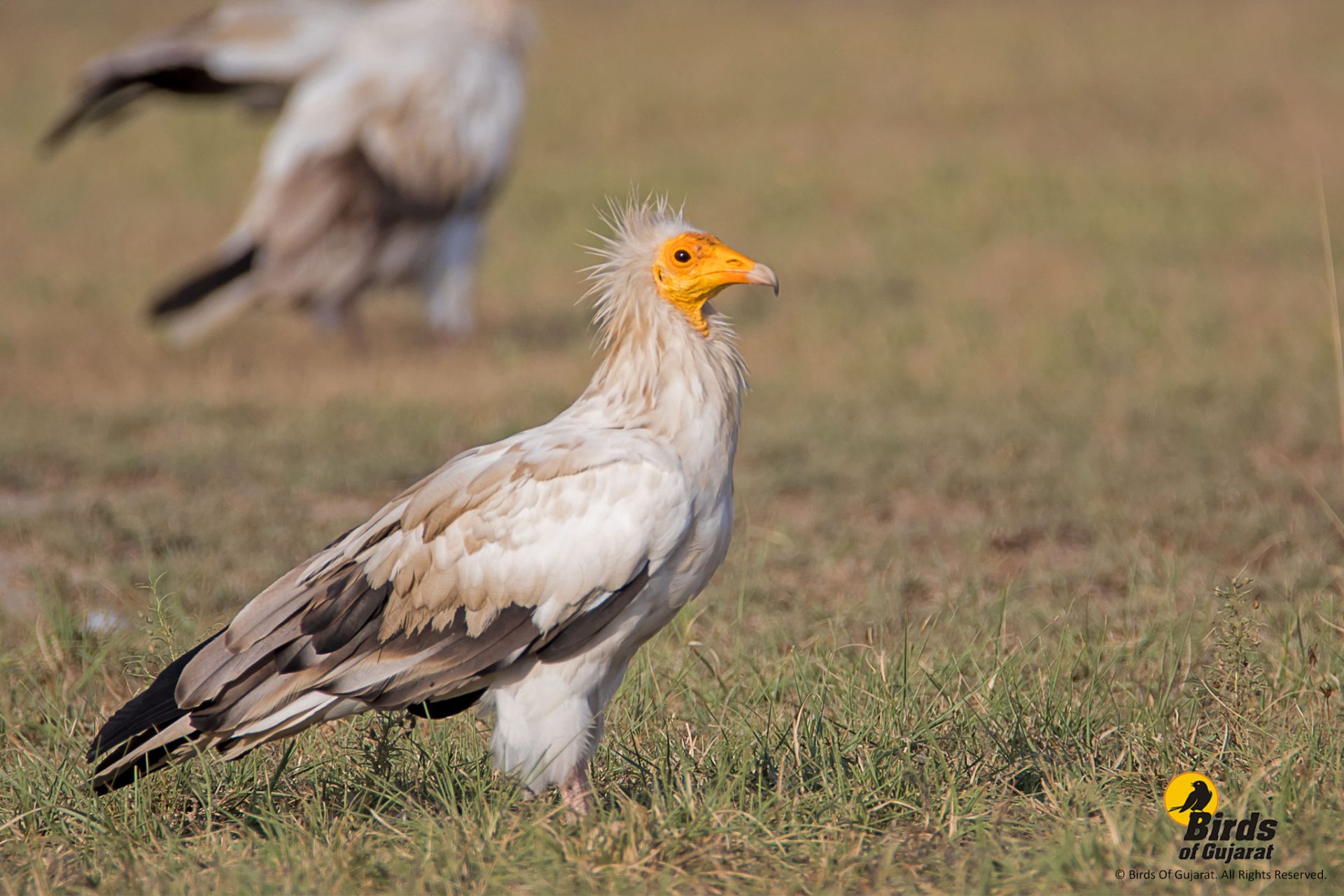 Image of Egyptian Vulture