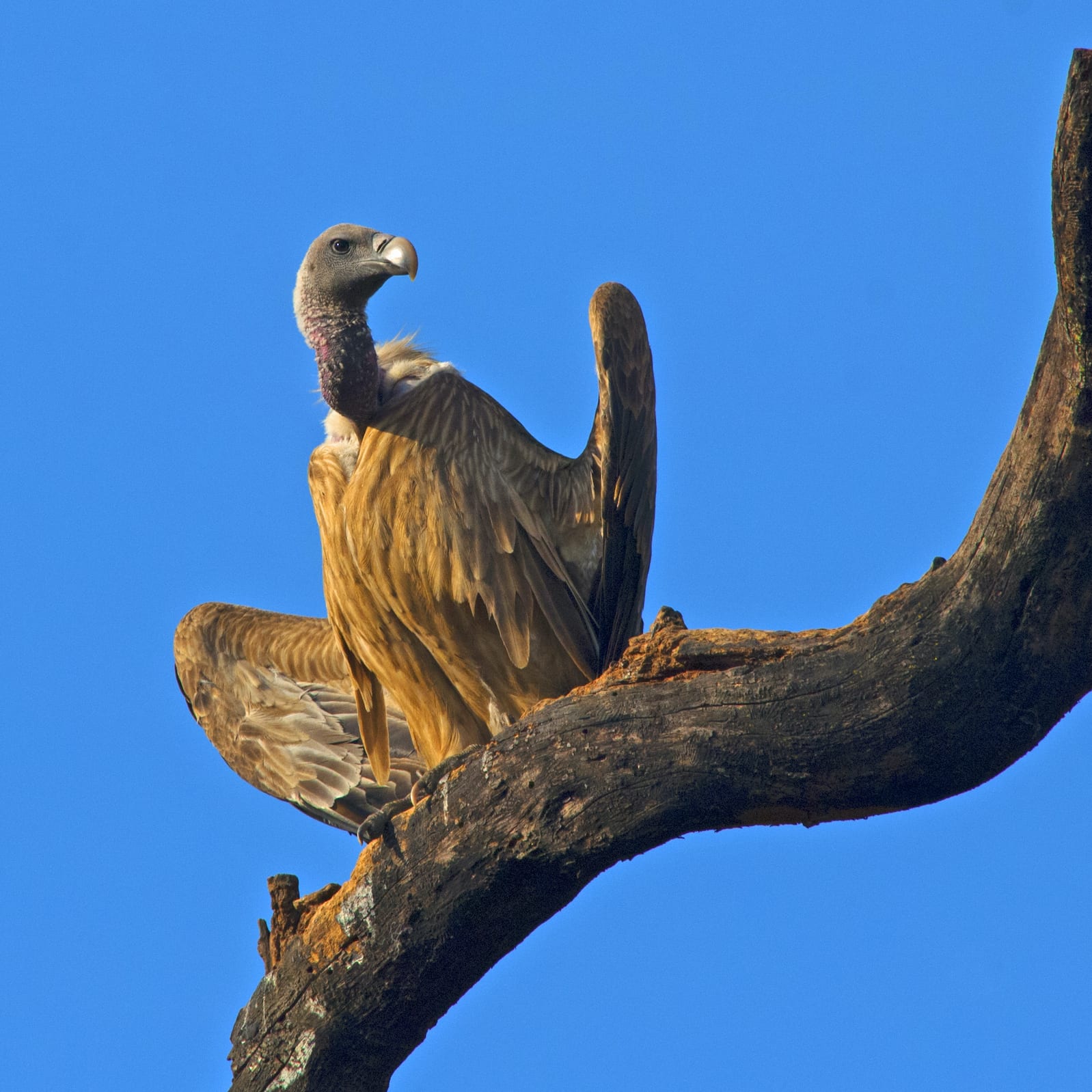 Image of Long-billed Vulture