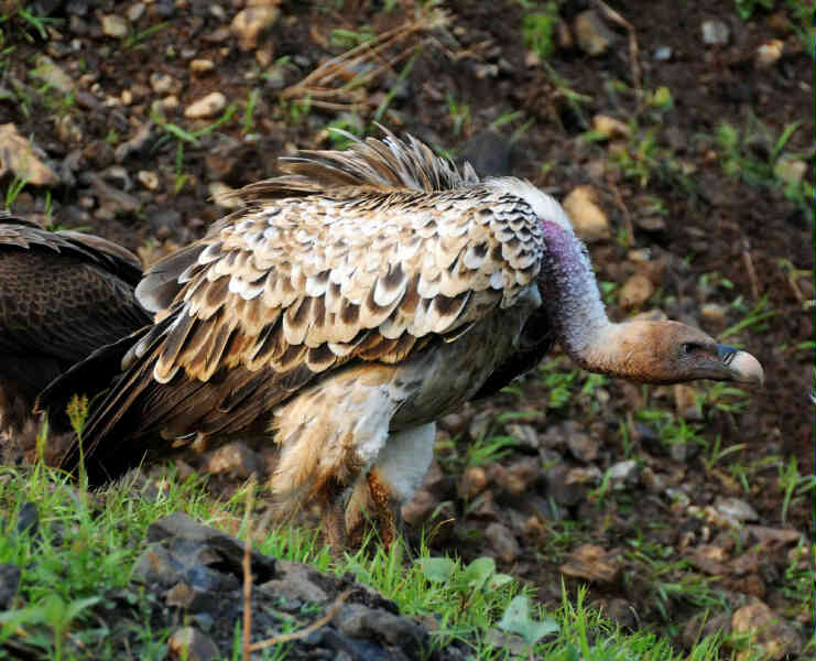 Image of Ruppell's Vulture