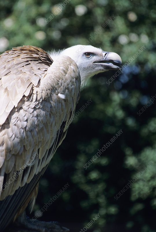 Image of Griffon Vulture