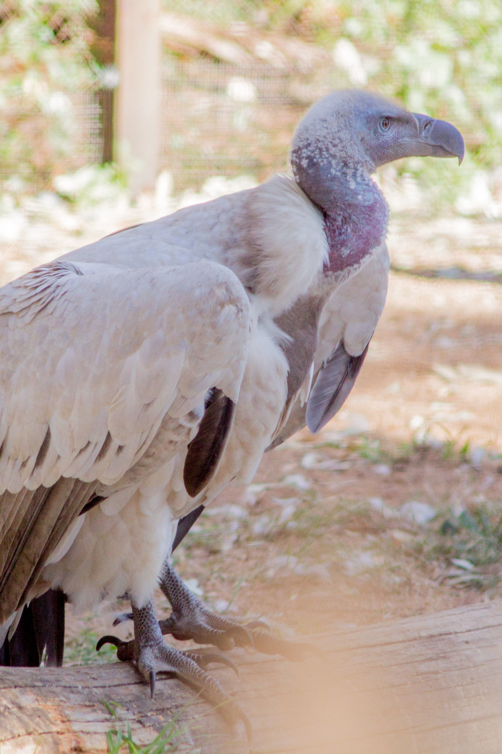 Image of Cape Vulture