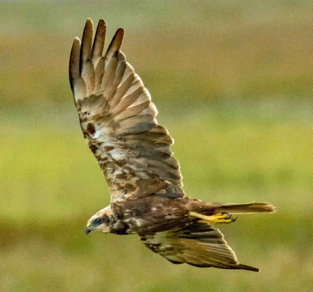 Image of Western Marsh-Harrier