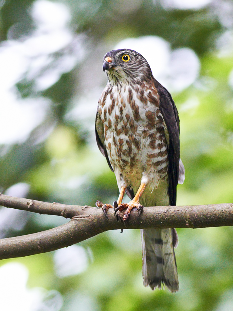 Image of Chinese Sparrowhawk