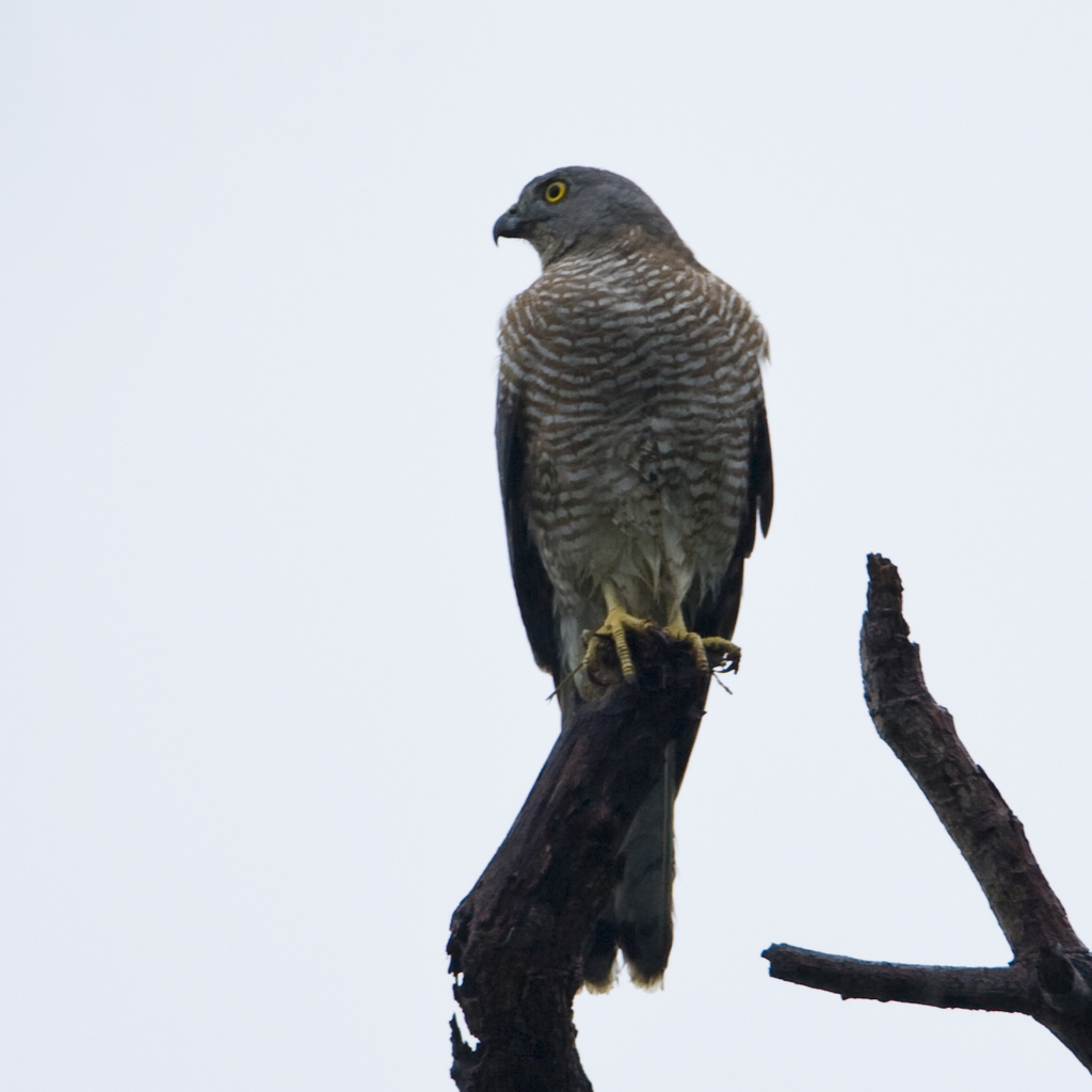 Image of Japanese Sparrowhawk