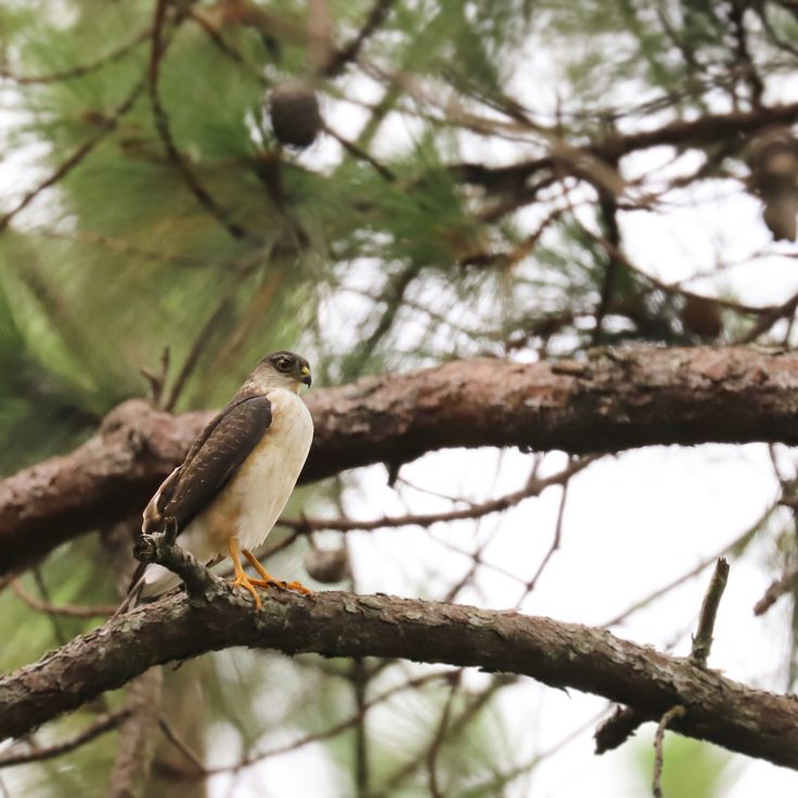 Image of White-breasted Hawk