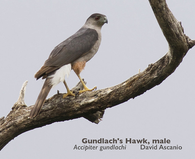 Image of Gundlach's Hawk