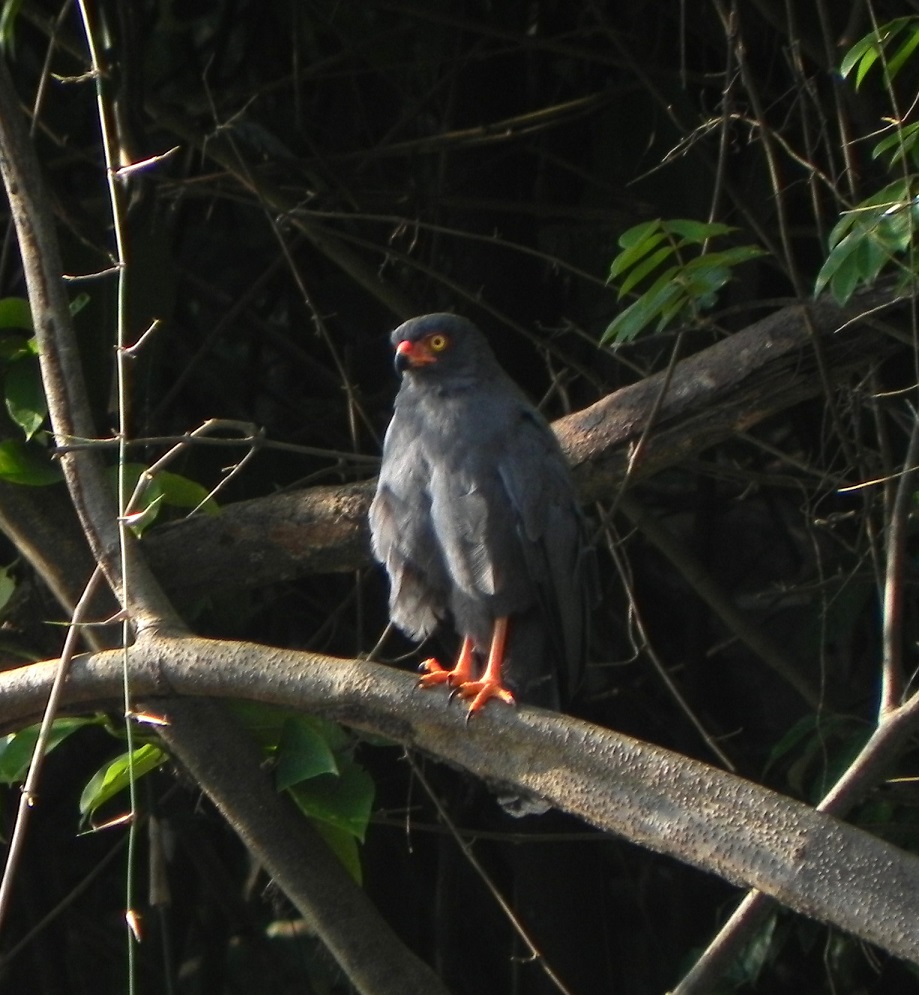 Image of Slate-colored Hawk