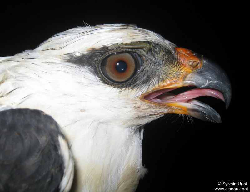 Image of Black-faced Hawk
