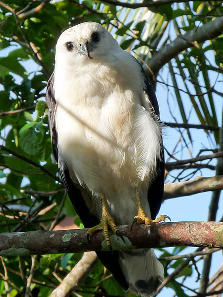 Image of White-necked Hawk