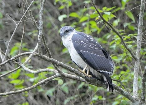 Image of Grey-backed Hawk