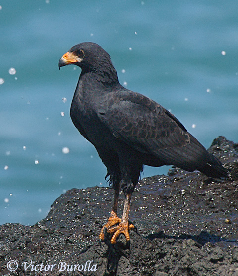 Image of Common Black-Hawk