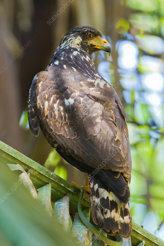Image of Great Black-Hawk