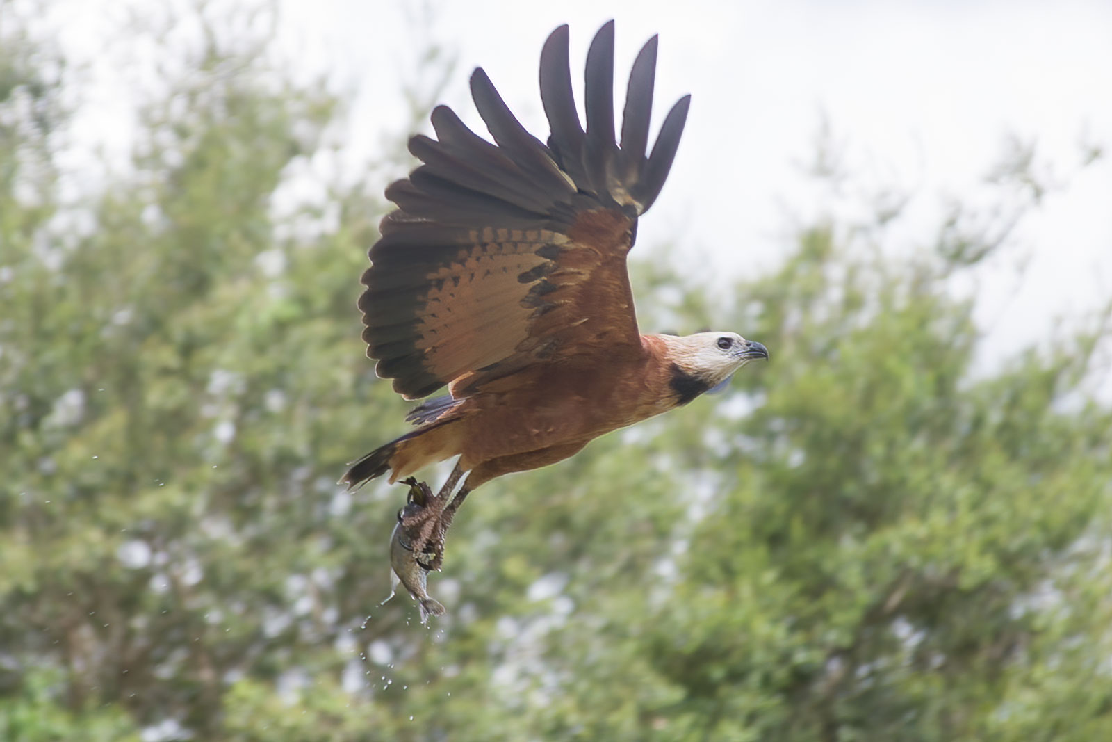 Image of Black-collared Hawk