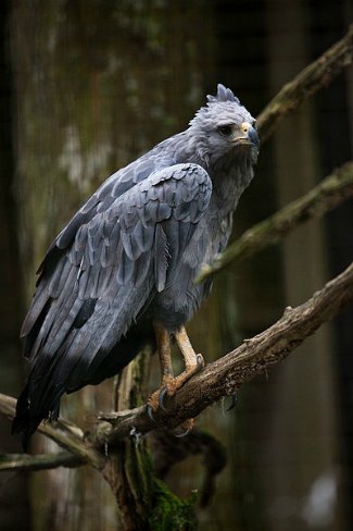 Image of Black Solitary Eagle