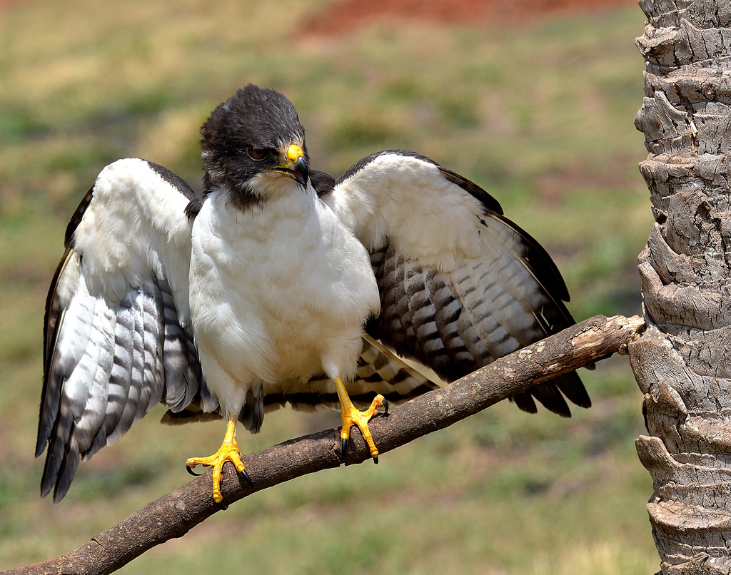 Image of Short-tailed Hawk