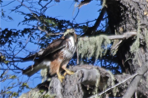 Image of White-throated Hawk