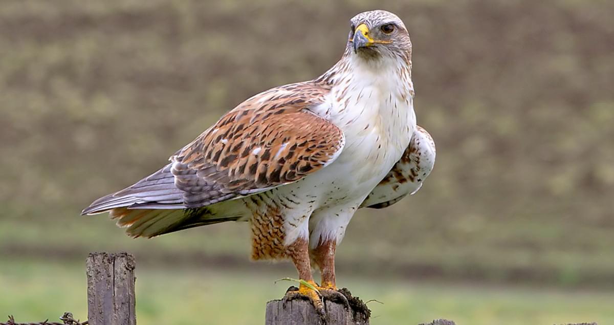 Image of Ferruginous Hawk