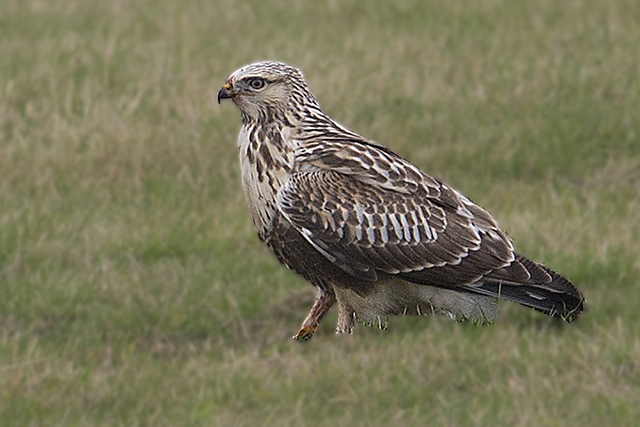Image of Rough-legged Hawk