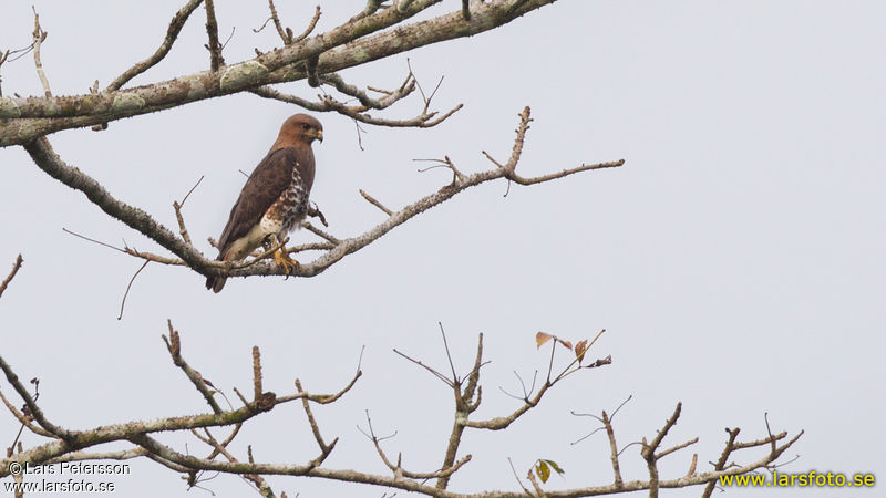 Image of Red-necked Buzzard