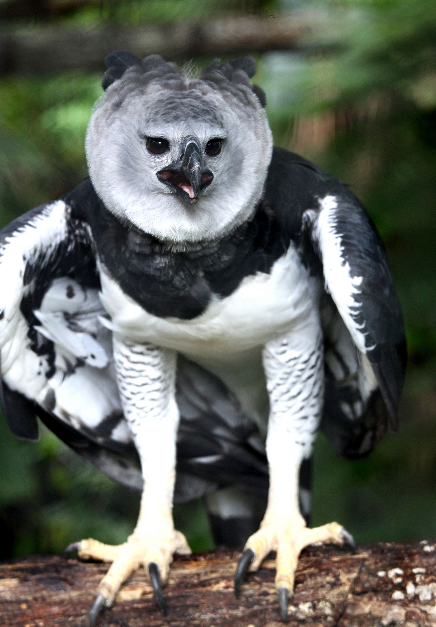 Image of Harpy Eagle