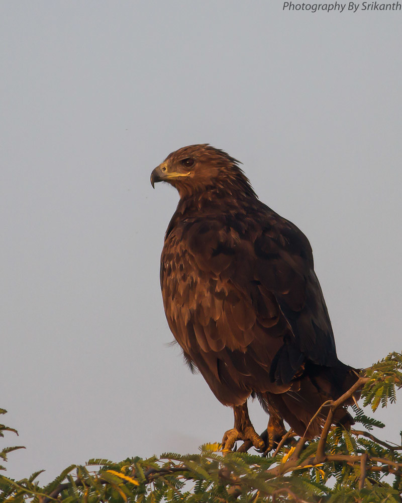 Image of Greater Spotted Eagle