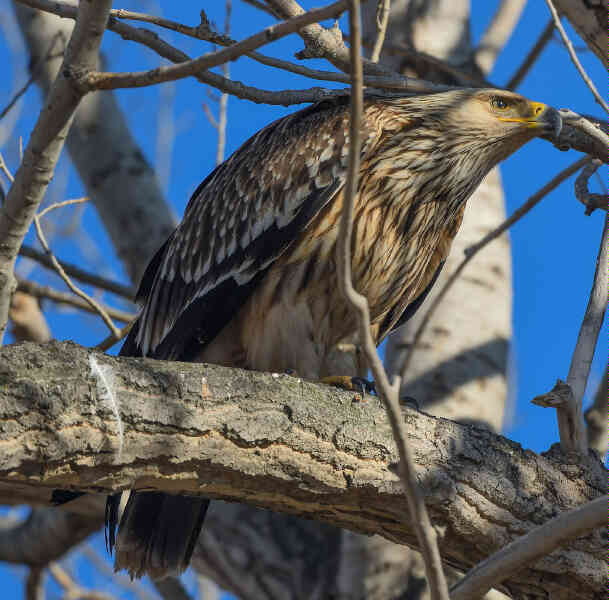 Image of Eastern Imperial Eagle