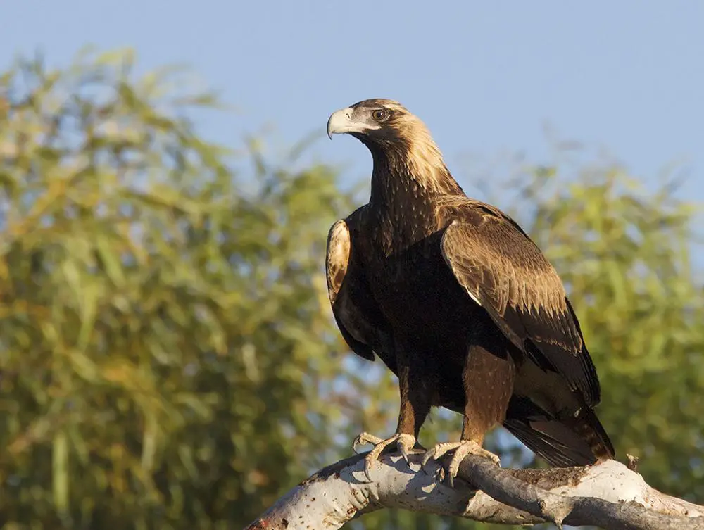 Image of Wedge-tailed Eagle