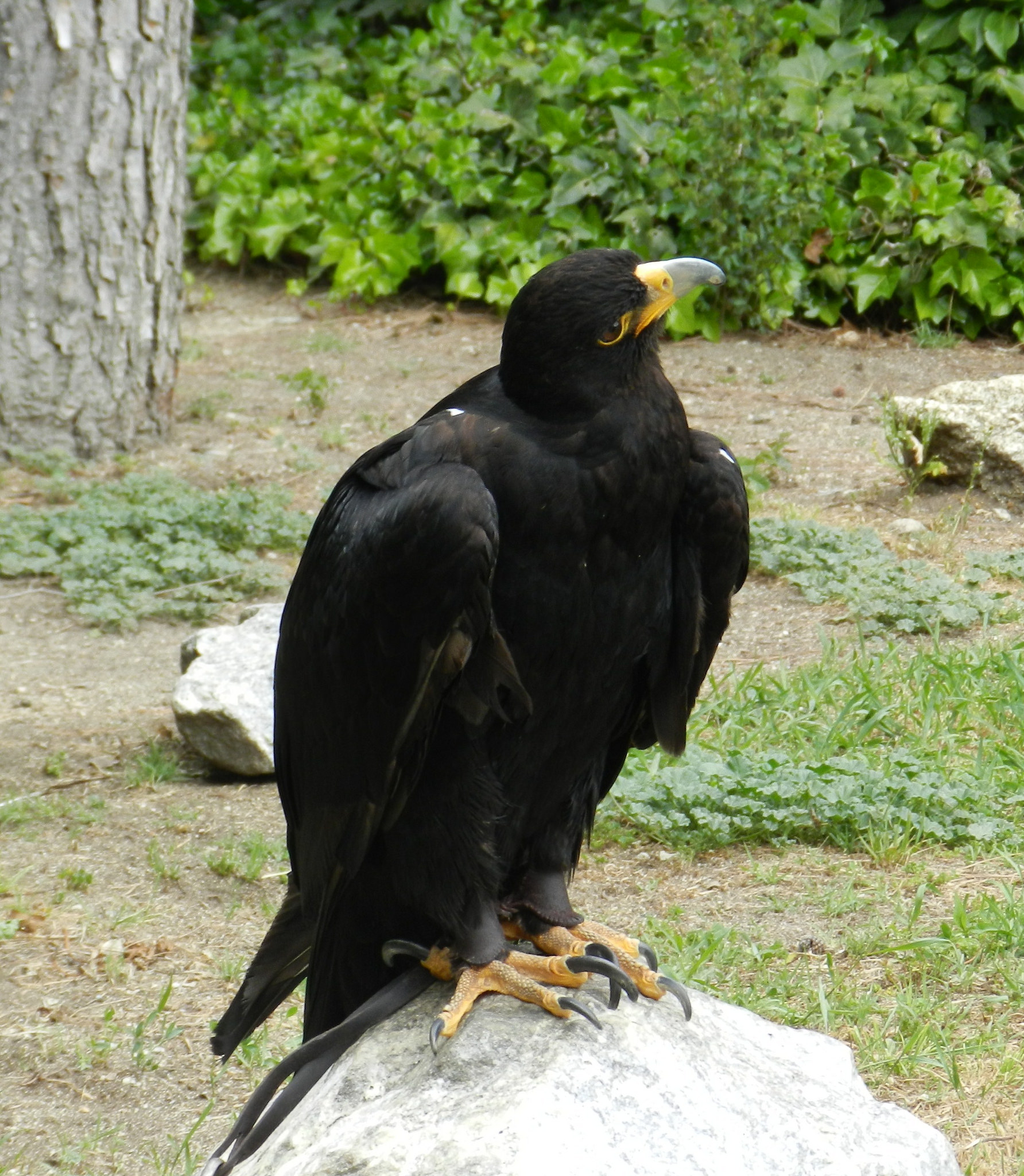 Image of Verreaux's Eagle