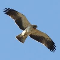 Image of Booted Eagle