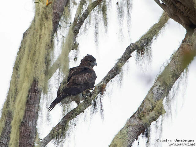 Image of Pygmy Eagle