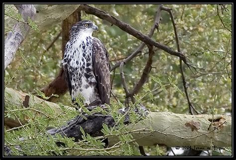 Image of Ayres's Hawk-Eagle