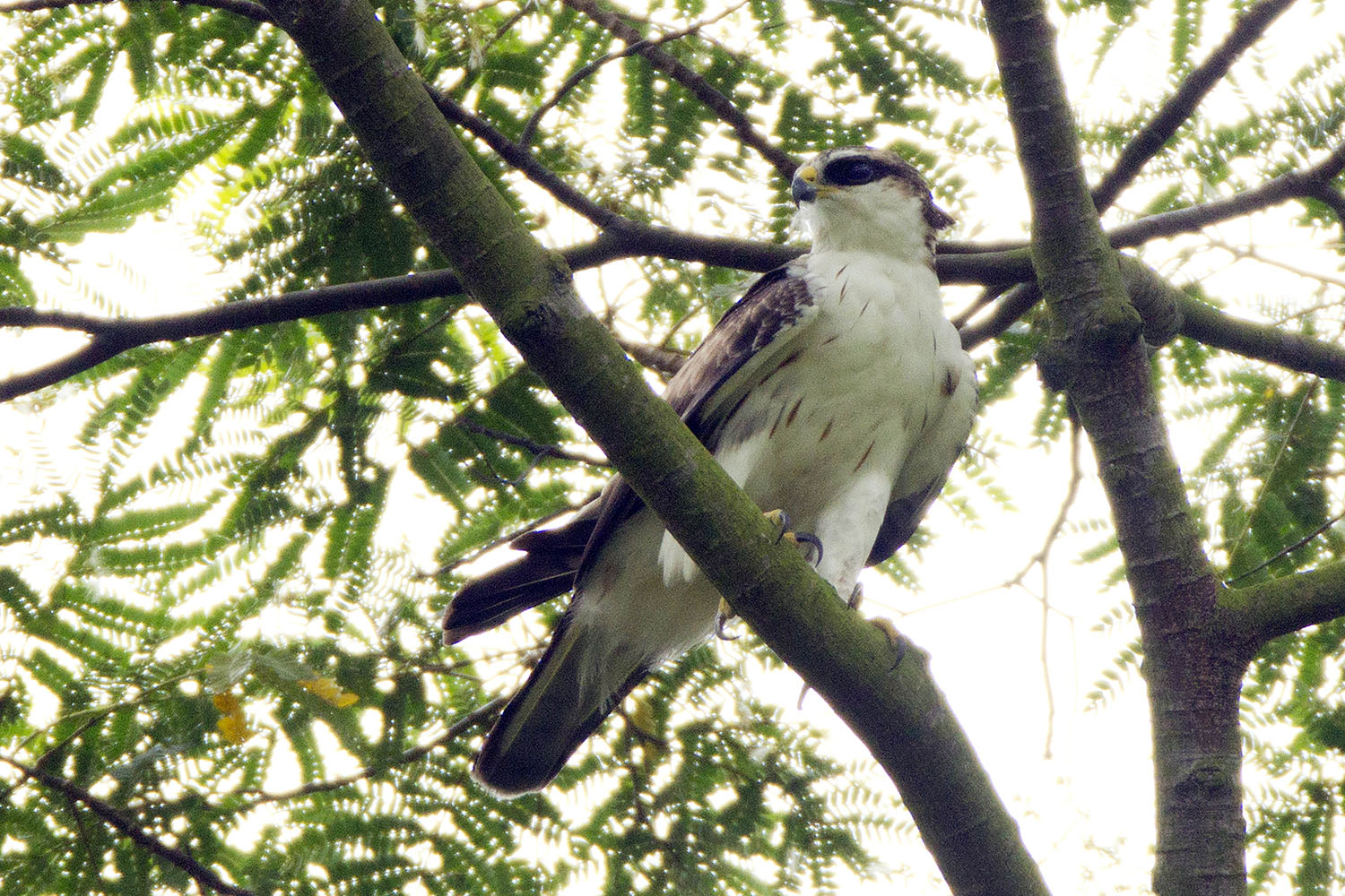 Image of Rufous-bellied Eagle