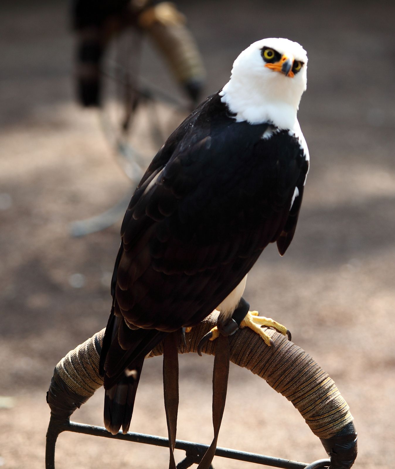 Image of Black-and-white Hawk-Eagle