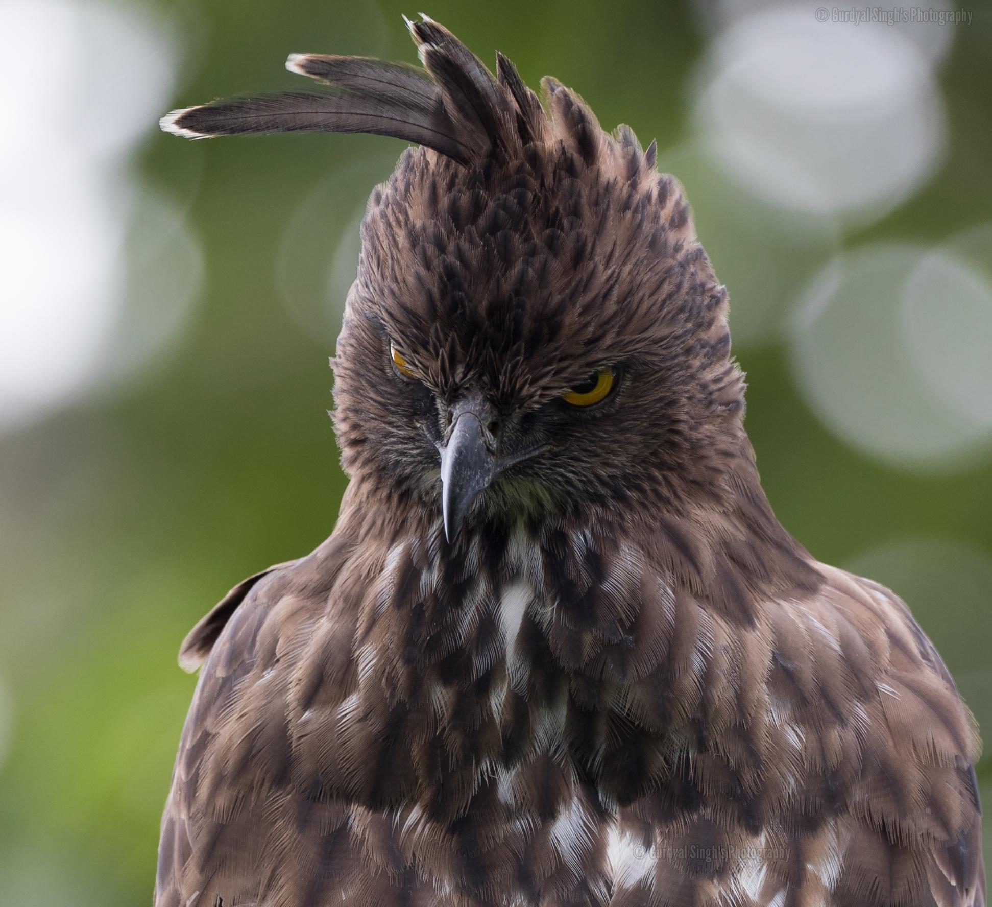 Image of Crested Hawk-Eagle