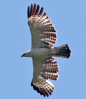 Image of Flores Hawk-Eagle