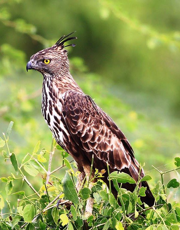 Image of Mountain Hawk-Eagle