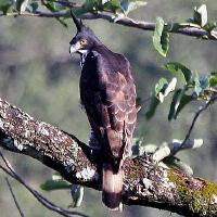 Image of Blyth's Hawk-Eagle